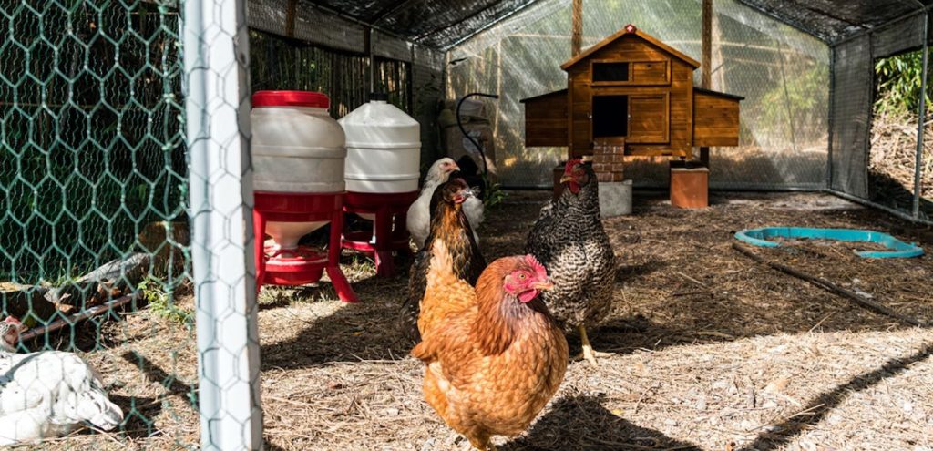 Im Hühnerstall kann sich stechende und umweltbelastende Harnsäure entstehen.