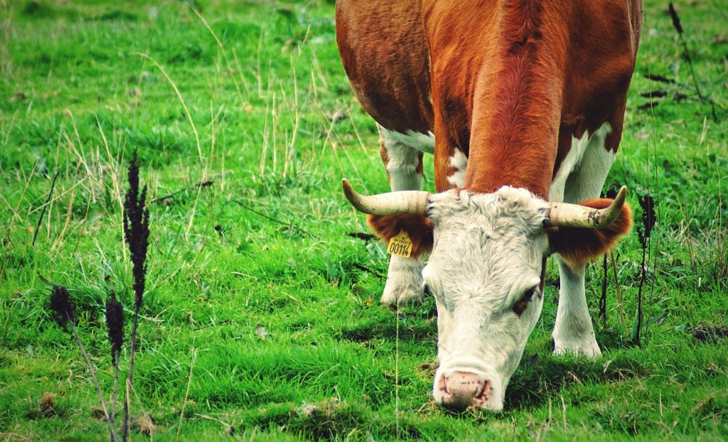 Kalk spielt einen entscheidenen Faktor bei der Milchproduktion einer Kuh.